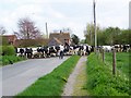 Cattle crossing, Nunton