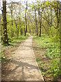 Footpath, Foxhill Bank Nature Reserve