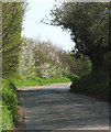 Flowering hedge on Station Road