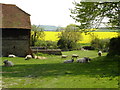 Sheep at Alciston