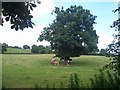 Mid Devon : Cows Under the Tree