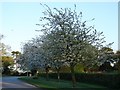 Meadow Lane blossom