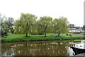 Three Weeping Willows by the River Medway, East Farleigh