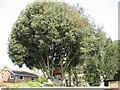 Tree House in Wimborne