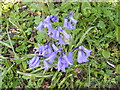 TM3865 : Bluebells at St.Mary's Church by Geographer