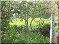 Overgrown footpath at Briarpool