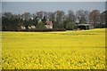 Oilseed rape