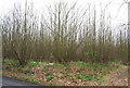 Coppiced trees by Wateringbury Rd