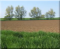 Suffolk fields in springtime