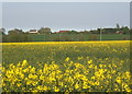 Yellow spring fields