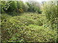 Overgrown canal bed, south of Greenham