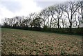 Row of trees by a field next to the Medway Valley Way, south of Nettlestead