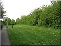 Path & dandelions