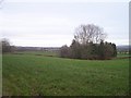 Mid Devon : Field & Trees