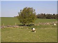 Sheep and lambs near Fox Covert