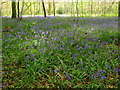 Bluebells in East Wood