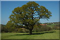 Tree beside the Usk Valley Walk, Llantrisant