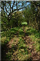 Green lane on Corn Hill