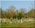SP4667 : Saplings south of Kites Hardwick by Andy F