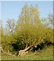 SP4667 : Willow near Kites Hardwick by Andy F