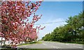 Cherry blossom at Katesbridge