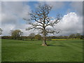 Isolated tree, near Holmsleigh