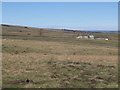 Rough pastures around Knock Shield