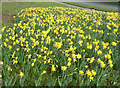 Daffodils in Merley