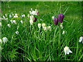 Fritillaries at Fenton House