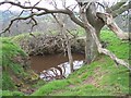 Mid Devon : Tree & Pond