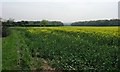 TL1810 : A field of oil-seed rape at Fairfolds Farm by Chris Reynolds