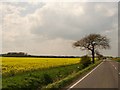 TF3299 : Yellow field on the A1031 by Ian Paterson
