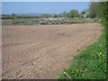 Freshly planted field and pond near The Homestead