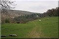 Grazing land near Belstone