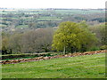 Trees, above Royal Oak Farm