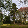 Sequoia near Worlaby Church