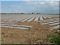 Crop protection at Swordwellrigg