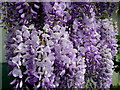 Beautiful wisteria