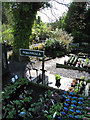 Plants at the Dingle Nurseries