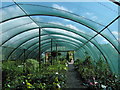 Polytunnel, but with netting