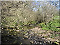 NY4670 : Rae Burn, Shank Wood by Andy Connor