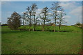 Trees on the banks of Ell Brook