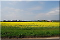 Oil Seed Rape, Upper Haysden Lane (2)