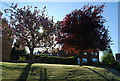 Sun shining through  blossom, Powdermill Lane & Brokes Way