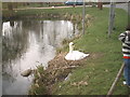 Swan nesting