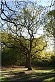 TQ5742 : A pair of Oaks, Southborough Common by N Chadwick