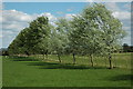 Trees in a fence, Peopleton