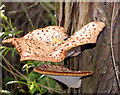 Fungus on a tree