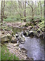 River Calder, Sullom Woods