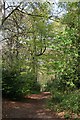 Footpath Through Milber Woods